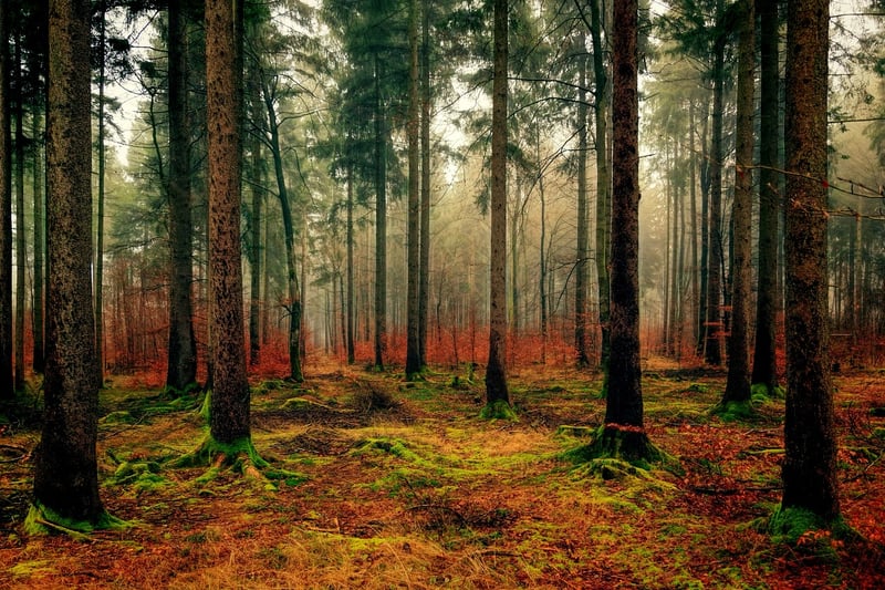 Mossy Aisles