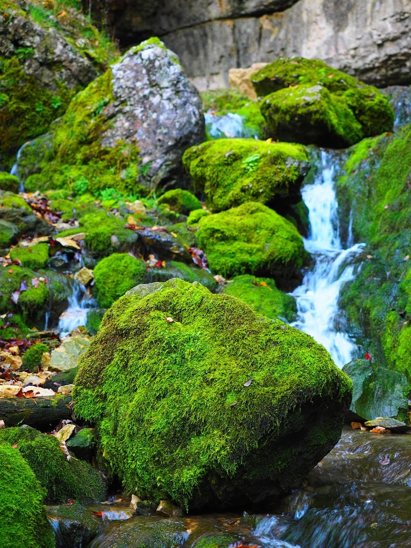 Mossy Pathway